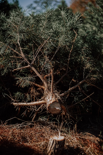 Understanding Tree Cutting and Lopping